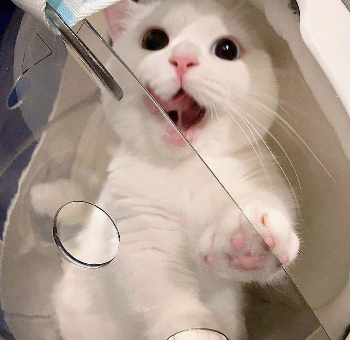 cats with powerful impression 🐾 tweet media