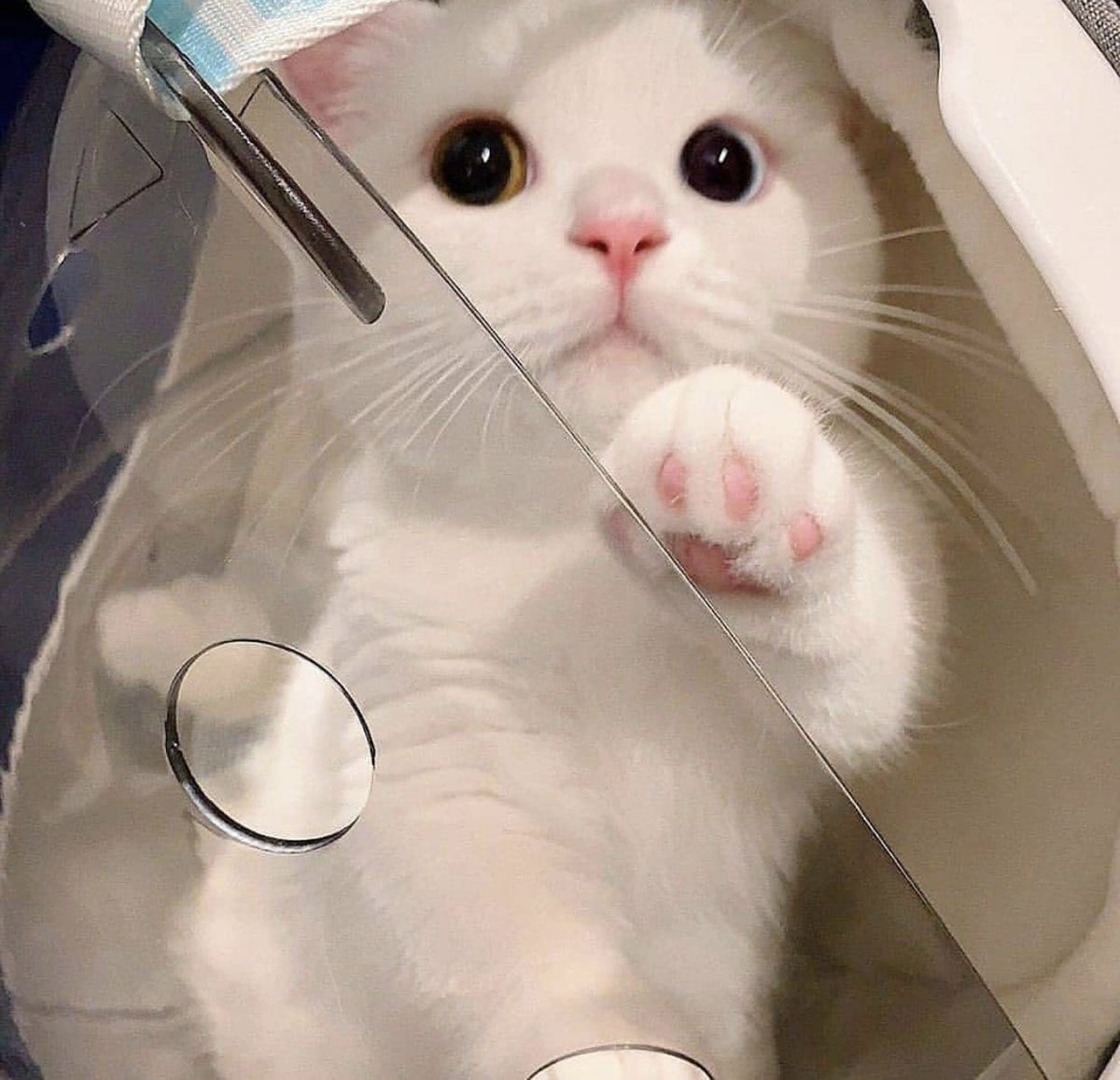 contents that ll heal your depression 🌻 (@catshealdeprsn) on Twitter photo 