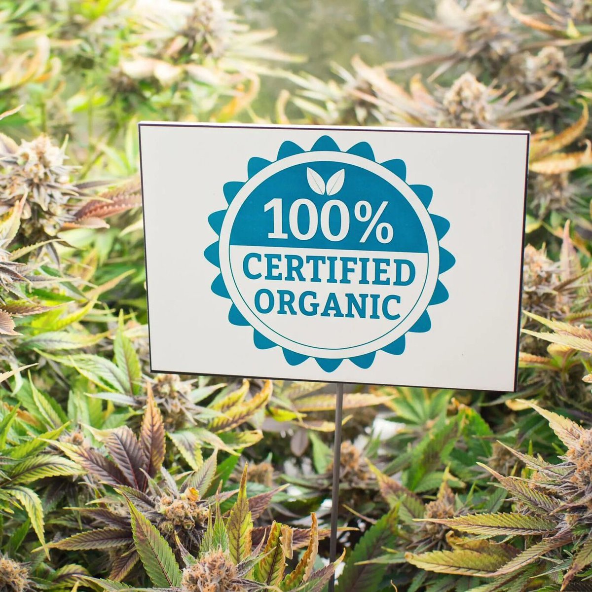 GreenGro Technologies, Inc. Signs Deal with Organic Certification Partner for its CBD Ventures Division. (February 1, 2021) #pressrelease ➔ bit.ly/2OMknEm #greengro #GreenGroTechnologies #homegardening #VerticalHydroGarden #profitable #greenhouse