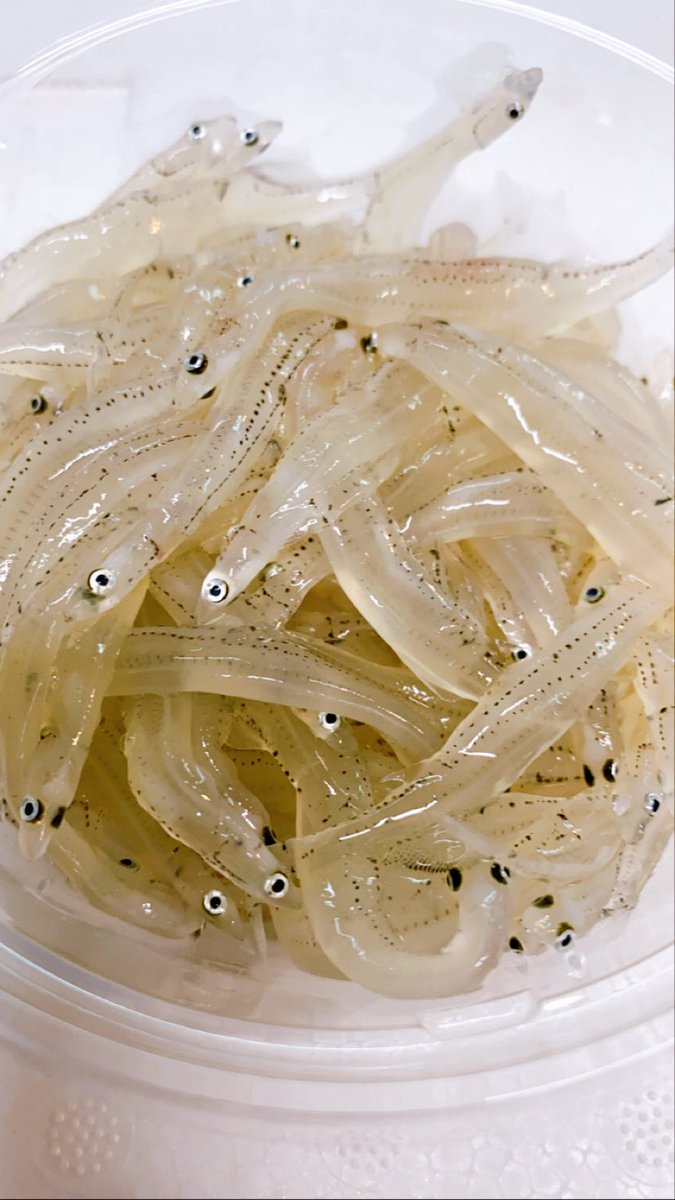 伊波水産 本日緊急入荷しました 福島県産生白魚になります 生ならではの食感と歯応えが楽しめる一品になりますので この機会にぜひお召し上がりください 沖縄県 うるま市 伊波水産 まじうまい 刺身好きと繋がりたい 福島県産 生白魚 白魚 伊波水産 本日緊急入荷しました 福島県産生白魚になります 生ならではの食感と歯応えが楽しめる一品になりますので この機会にぜひお召し上がりください 沖縄県 うるま市 伊波水産 まじうまい 刺身好きと繋がりたい 福島県産 生白魚 白魚