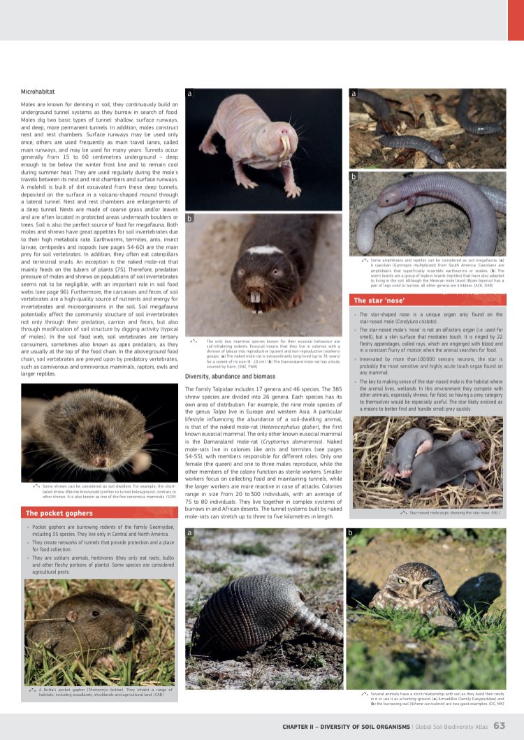 lultimoalbero's tweet photo. Lockdown with kids🤯? This is for you.

Tip for the weekend:

1) Download @EU_ScienceHub &amp; @theGSBI global soil biodiversity atlas⬇️

https://t.co/9zQTTU9x3W

2) Print a few pages (chapter 2 highly recommended)
3) Start telling incredible stories

Personally tested, it works😇 https://t.co/FuGHpUHTHp