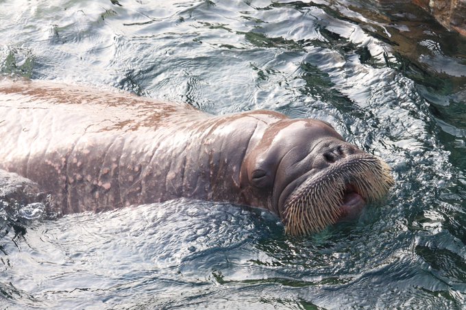 セイウチのtwitterイラスト検索結果