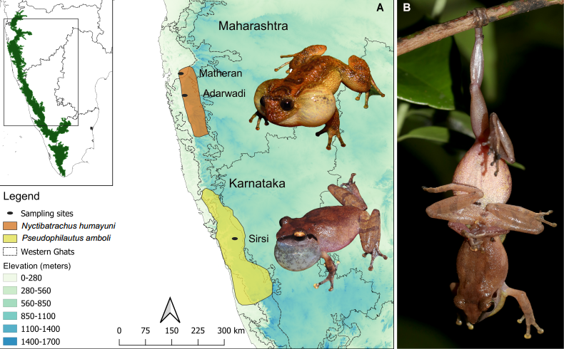 ShikharaBhat's tweet photo. New preprint out with @KSSeshadri @SaneVarun and Dr. Anand Krishnan @IISERPune. We use studies in the field to examine how two frogs endemic to the Western Ghats of India modify their vocal sequences according to behavioral context. https://t.co/2fDSxVzYWI