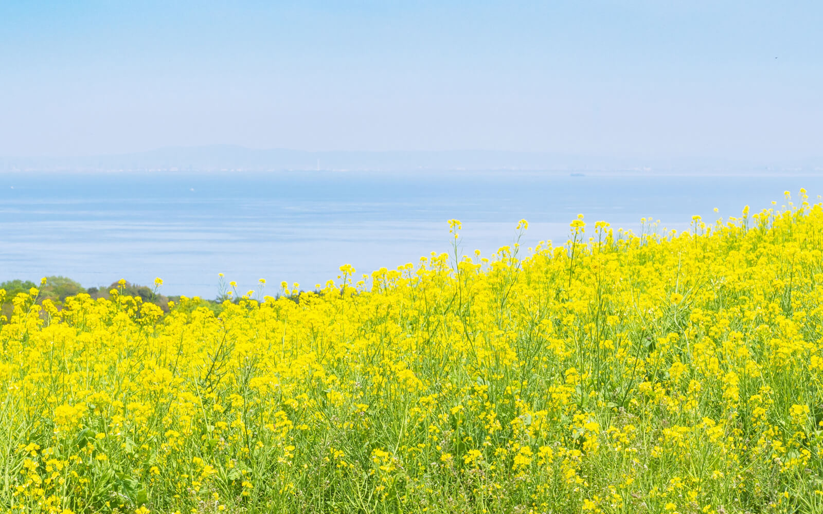 カタログギフトも 題名は 菜の花畑 その他 Www Cljnews Com