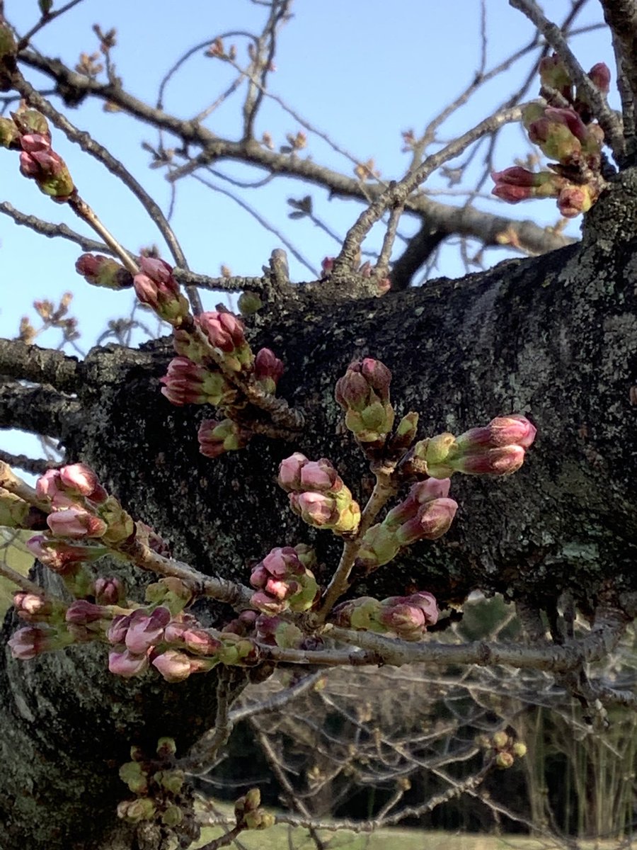 本庄市観光協会 待ちに待ったこだま千本桜はまだ つぼみ ですが この土日にも開花が予想されます 本庄 児玉 本庄観光 児玉観光 観光協会 自治体 埼玉観光 観光 ほんじょう こだま Honjo Kodama こだま千本桜 桜 T Co 本庄市観光協会 待ちに待ったこだま千本桜はまだ つぼみ ですが この土日にも開花が予想されます 本庄 児玉 本庄観光 児玉観光 観光協会 自治体 埼玉観光 観光 ほんじょう こだま Honjo Kodama こだま千本桜 桜 T Co