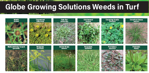 GlobeTurf tweet media