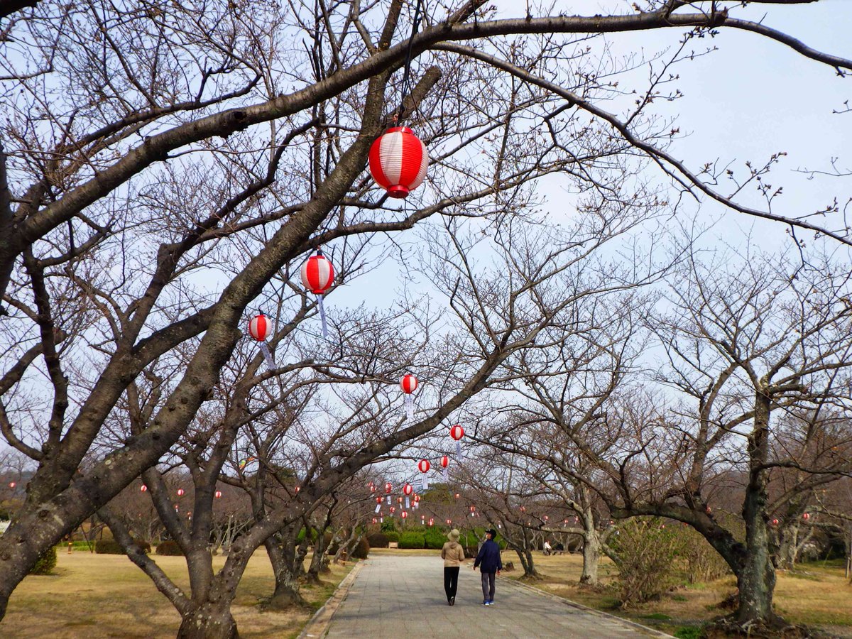 下関市公式ツイッター 花見シーズン到来 今年は 花見提灯を設置いたします 今年の提灯には 協賛企業 団体名をぶら下げています 今から桜の満開が楽しみですね 新型コロナウイルス感染症対策を守っていただき 夜桜をお楽しみください