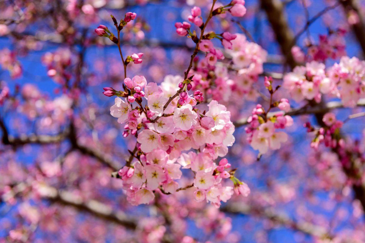 themitsuhasimp's tweet photo. cherry blossoms are so pretty! 🌸 https://t.co/PscHSonNBH