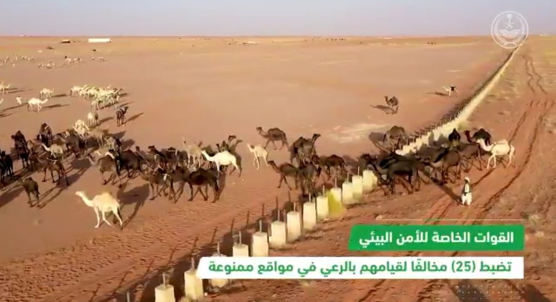 التعدي على المحميات والدخول اليها رغم المنع؛ تعدي على القوانين والأنظمة
وأكادُ أجزم أن الراعي لم يتصرف من تلقاءنفسه
ولو أخذ مُخالفة على كل راس١٠ الاف ريال أو مُصادره
والله انه غير يعمل لهن شبك عنده بحوش البيت
#الامن_البيئي
#القوات_الخاصة_للأمن_البيئي
#وزارة_الداخليه
#توطين_الابل