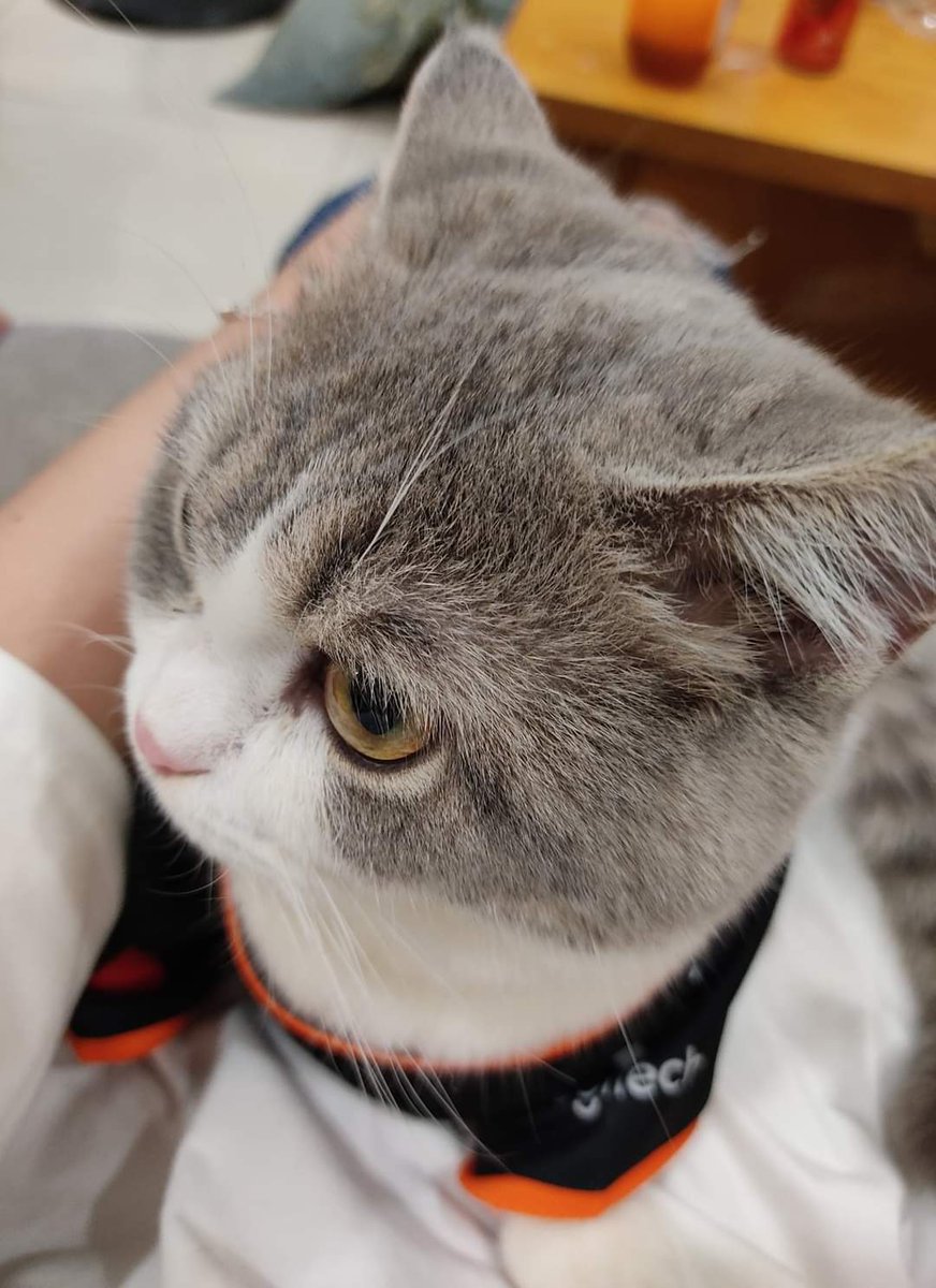 teamflash_gg's tweet photo. Our FL.Meow approves😻👍
Grab your own jersey and play like a pro with our #FlashMerch🔥
#TeamFlash #MakingGamersHeroes https://t.co/s4HH0ozpE1