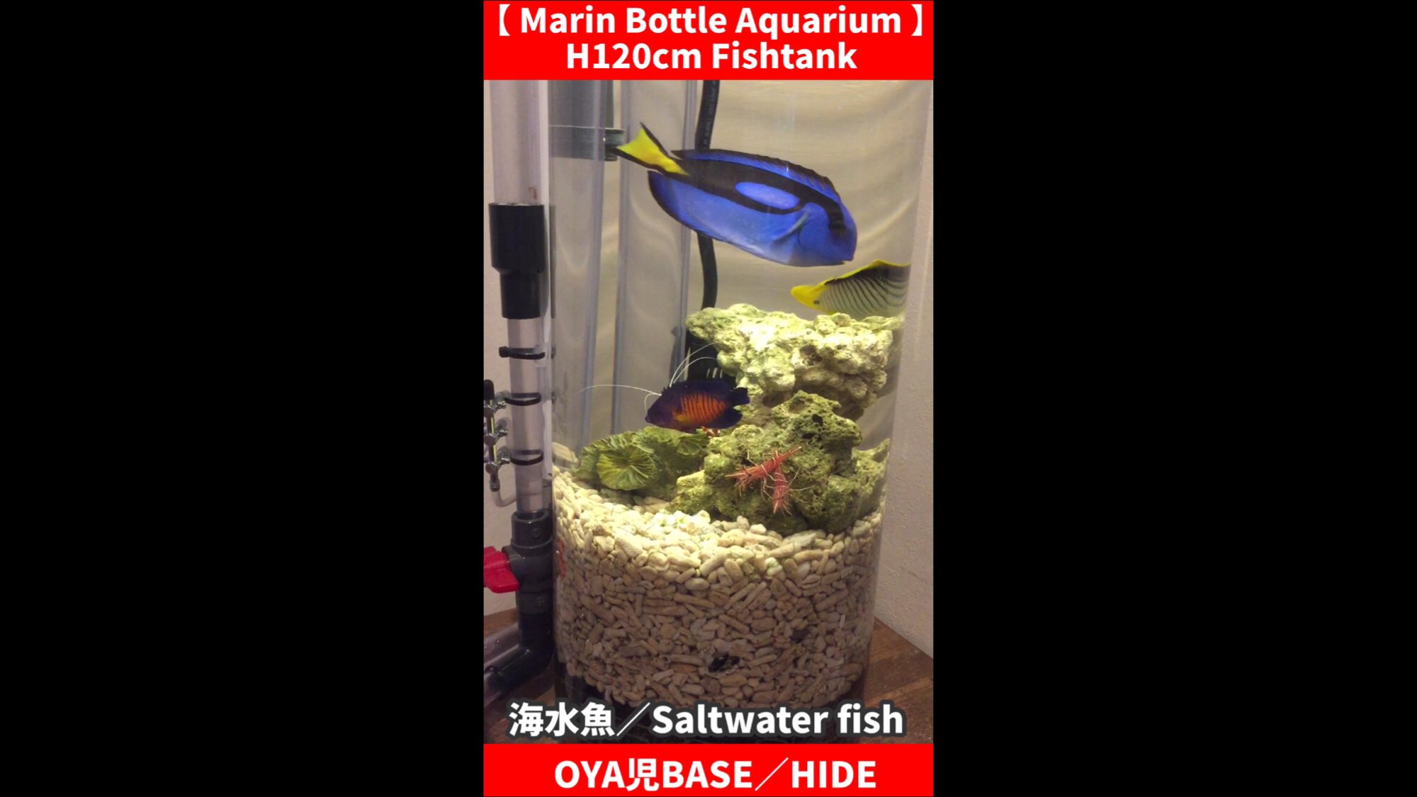 自作水槽 Twitter Search Twitter