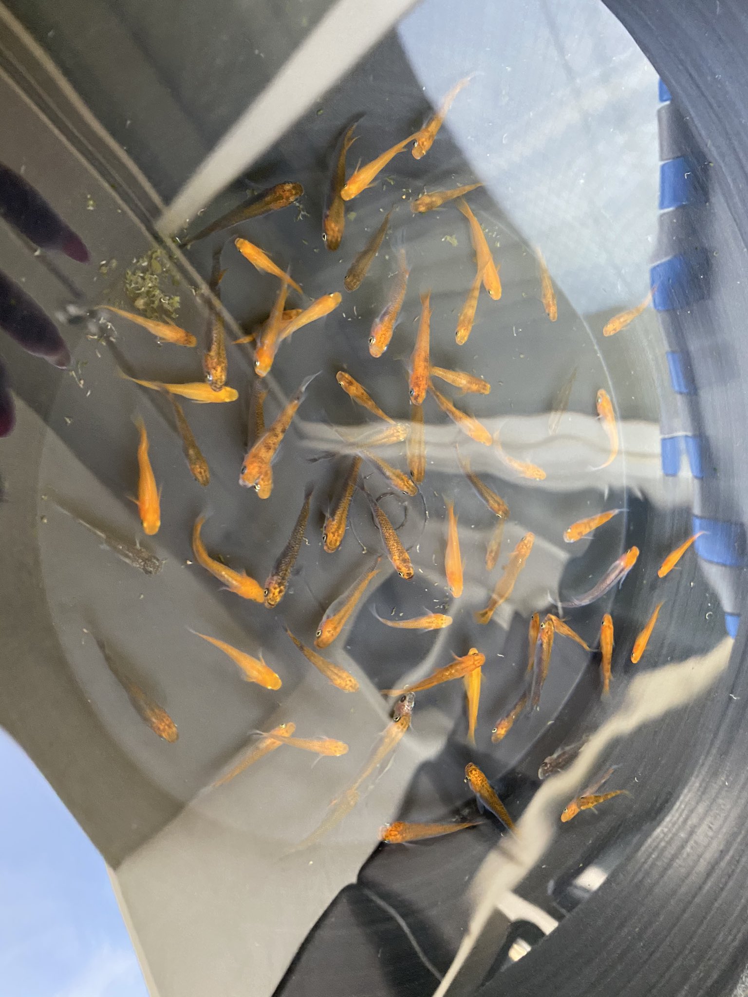 もえの メダカ ミックス10匹 A 00円 ミックス1匹0円 ペアで売ろうと思ってたラメとかもぶち込んでます 気合い入れすぎてメダカほぼ赤字なので オリジナル餌ちょっと高いんですけど買ってください 1個800円 2個1500円 1日50個限定