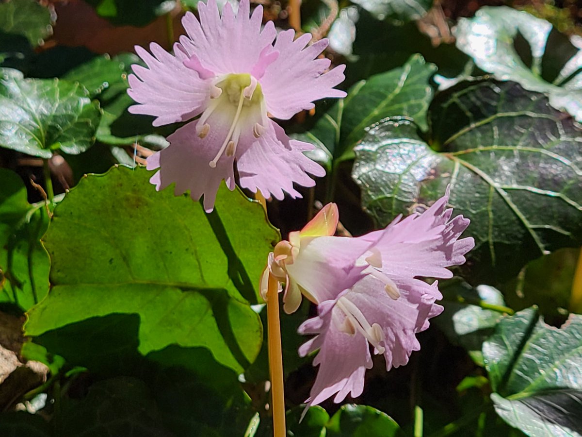 Mato いよいよイワウチワが本気を出してきた シーズン到来 ここから１ヶ月弱の開花期 山の斜面1haがこの花で埋めつくされるのです 富山舟戸いわうちわ群生地 山野草 イワウチワ いわうちわ 栃木県 那珂川町 栃木県那珂川町 ハイキング 山歩き