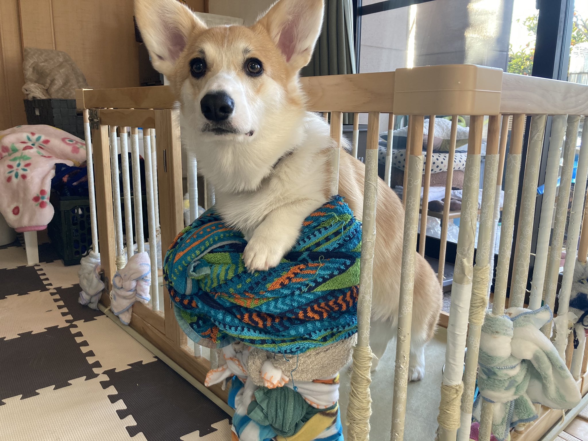 てん 今ではもう懐かしい ケージを破壊して脱走してたてん コーギー Corgi 破壊犬 脱獄犬 T Co Vpgywdovd6 Twitter