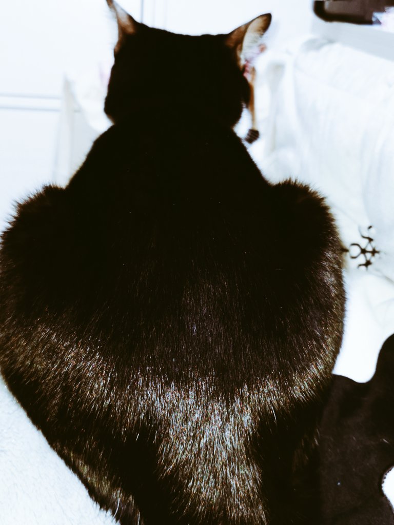 MAI47289266's tweet photo. 後ろから見たら…♥⁉️のリン🐱

#猫好きさんと繫がりたい #ねこ #リン https://t.co/enH8CAsaQQ