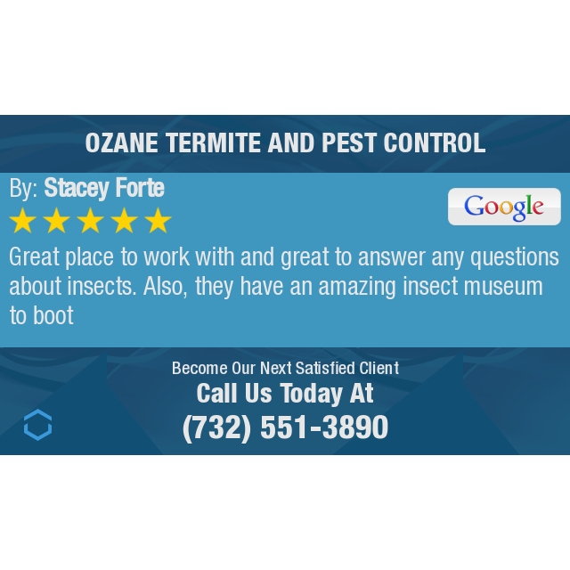 Ozane Termite Pest Boxelderbug Twitter