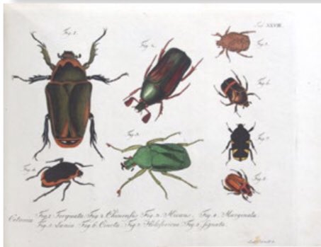 vialibri's tweet image. Download the March 2021 catalogue from Antiquariat Michael Kühn - from the Latest Online Catalogues section of our website ViaLibri.net - its full of wonderful items! #beautifulbugs #NaturalHistory #firsteditionbooks #BookTwitter #bookillustrations