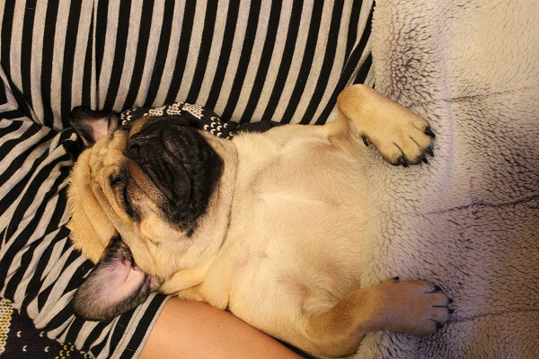 腕枕で寝る犬