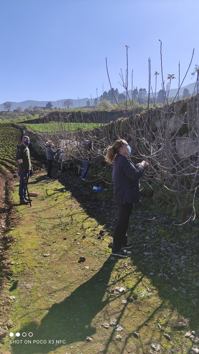 AgrocabildoTfe's tweet photo. 🌱Hemos realizado una sesión de poda con colaboradores del proyecto de conservación in situ de la manzana Pajarita, variedad tradicional del Valle de La Orotava. 👏Ha sido una magnífica experiencia🍏#ExtensionAgraria #CabildodeTenerife @CabildoTenerife #CCBAT https://t.co/rQQylyPiZN