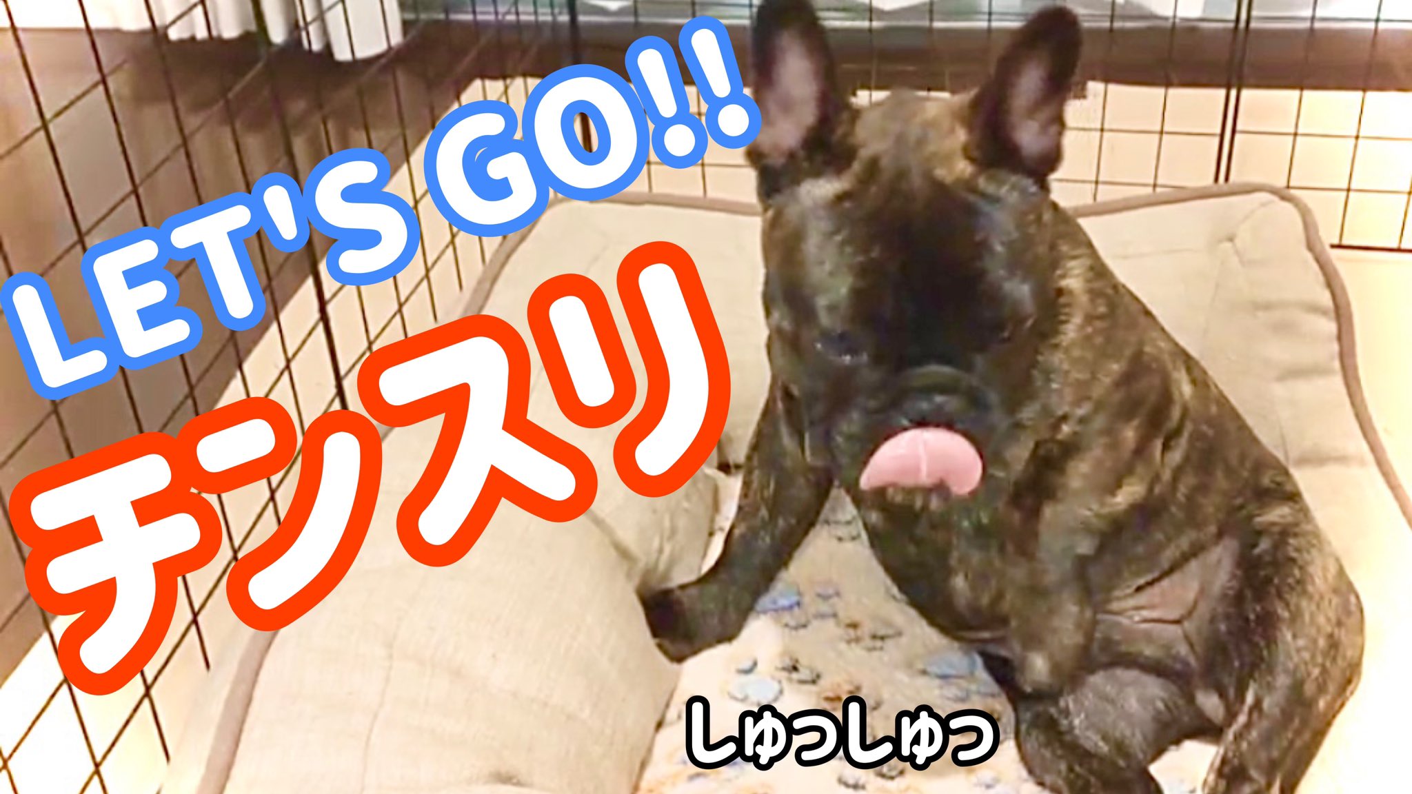 フレブルブリーダーチャンネル 犬の面白動画集 中にオッサン入ってるとしか思えないフレンチブルドッグ達 T Co 9etfpy2wfk T Co H78qboobbt Twitter