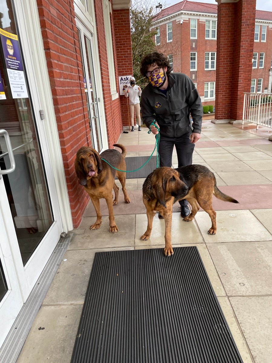 AlexTheGreatECU's tweet photo. @ECUProfessor @ECUPolice loose dogs by the fountain on campus. Shock collars on but no name tags. Any help? 8:20am https://t.co/Vbu8qJOaCj