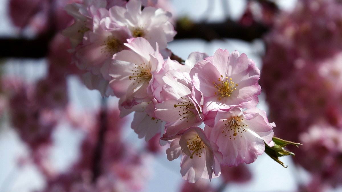 ahrcpress's tweet photo. Spring is coming 🌸 That means tomorrow it's the #SpringNatureDiary with @nationaltrust!
In the meantime, read about three fascinating nature-themed research projects - @landlinesnature, Red River and @WomenInTheHills - on our #ArtsandMinds blog.
👉 https://t.co/EmhRW6Ewj1 https://t.co/yQN2ckLzpi