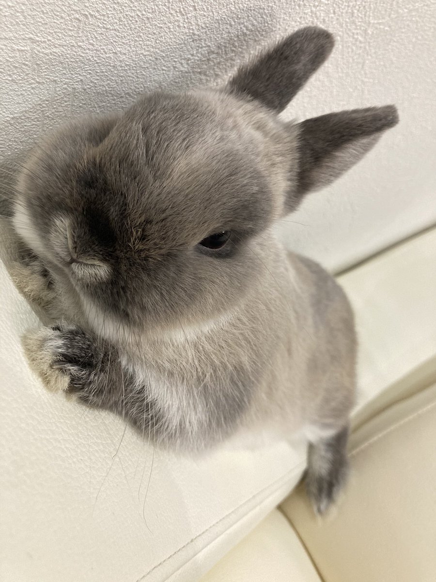 ちょこっとchoco また毛の色が変わってきたような 顔が黒くなってませんかー うさぎ ネザーランドドワーフ うさぎのいる暮らし
