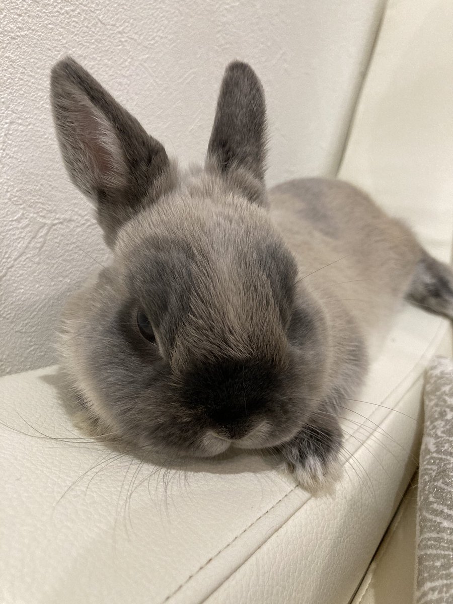 ちょこっとchoco また毛の色が変わってきたような 顔が黒くなってませんかー うさぎ ネザーランドドワーフ うさぎのいる暮らし ちょこっとchoco また毛の色が変わってきたような 顔が黒くなってませんかー うさぎ ネザーランドドワーフ うさぎのいる暮らし