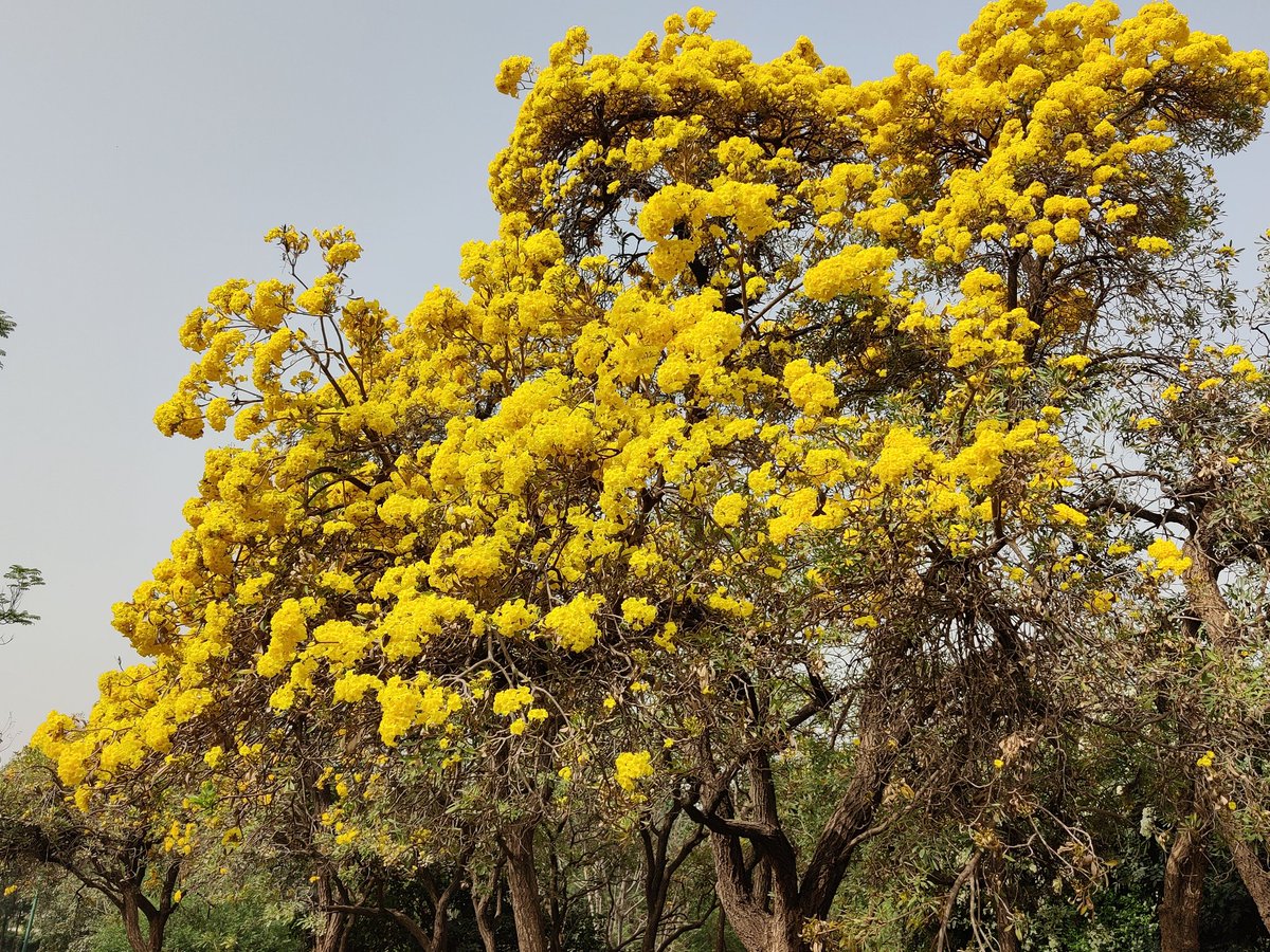 Golden Joys. Golden Yellow trumpet tree in full bloom at #Nehrupark, #NewDelhi