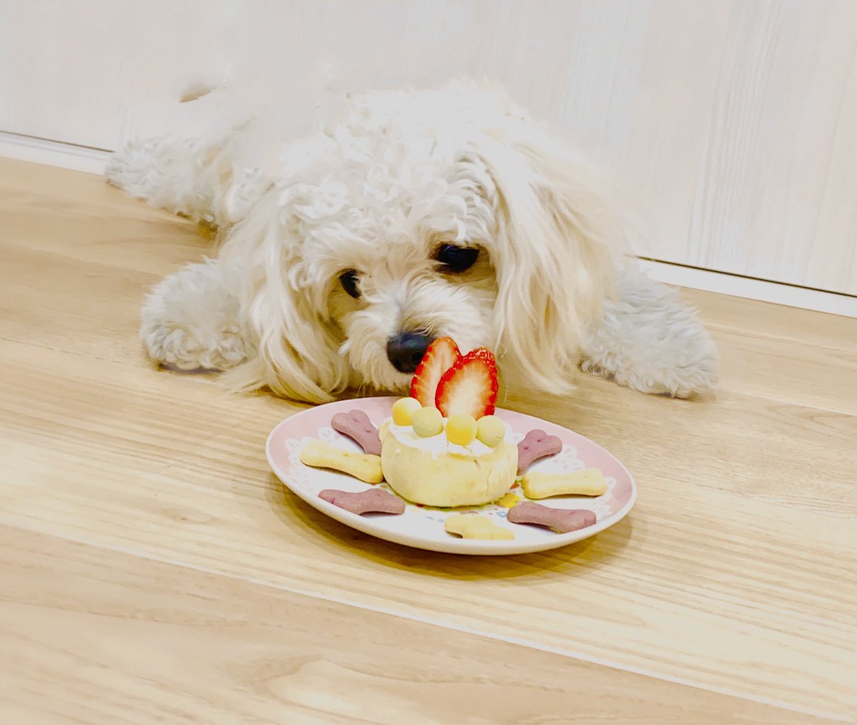 おいぬ1歳の誕生日 大好物のクッキーで飾りつけしたら悪の儀式みたいになった 吉本ユータヌキのイラスト おいぬ1歳の誕生日 大好物のクッキーで飾りつけしたら悪の儀式みたいになった 吉本ユータヌキのイラスト