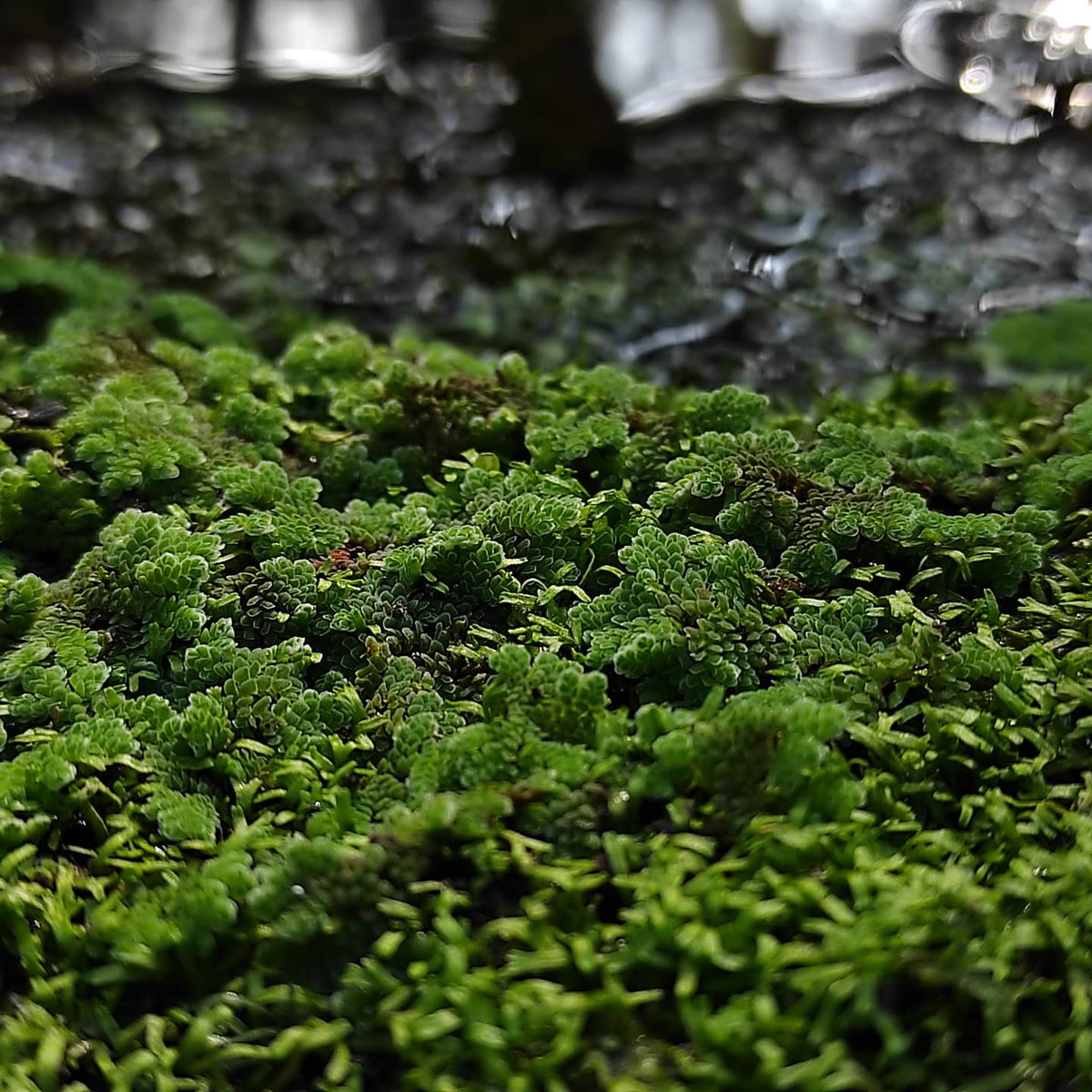 flarewaveytc's tweet photo. Mobile Photography with my Redmi Note 9 Pro by @xiaomi

#xiaomi #xiaomiphotography #xiaominote9pro #xiaomiphilippines #redmi #redminote9pro #fern #ferns #fernphotography #moss #mossphotography #greenmoss #macrophotography #macro #mobilephotography
https://t.co/EHKD1yTNFo https://t.co/z8fKiuUbZK