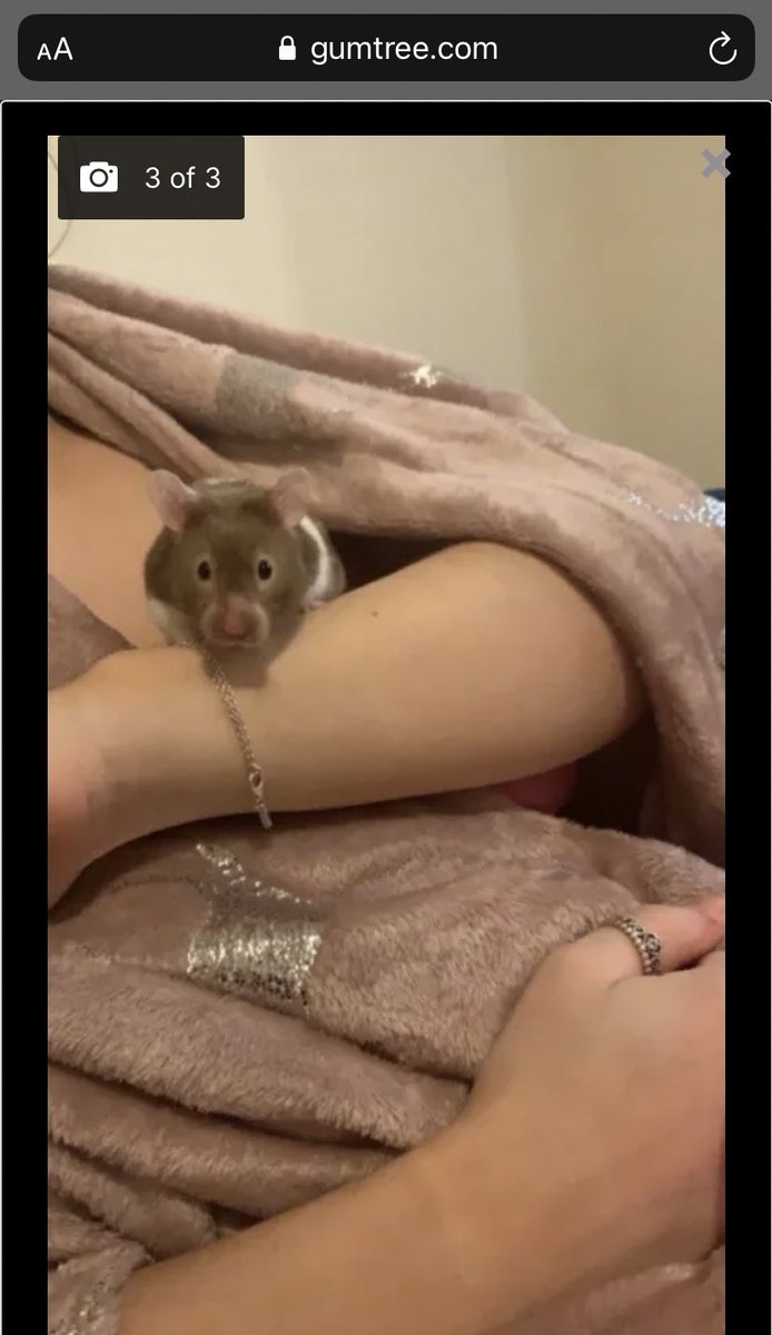 caitlinjfowler1's tweet photo. Lovely Hamster Girl looking for a new home in Sheffield #AdoptDontShop #rehome #hamster https://t.co/jQ7mTpiVAh