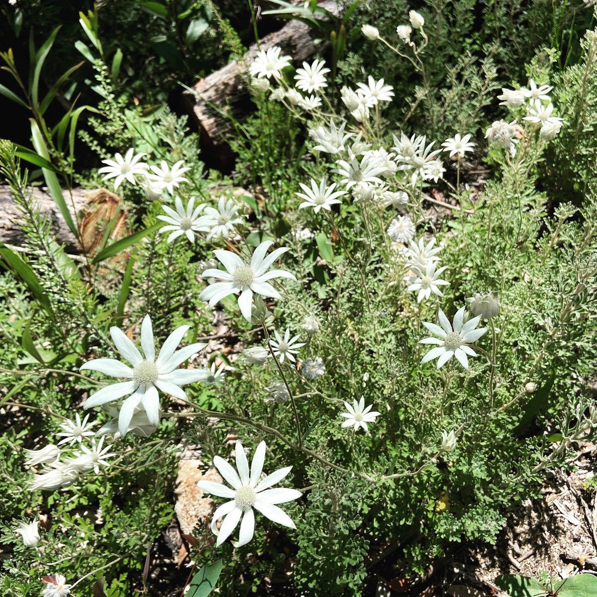 WolganEcoTours's tweet photo. @CostasGarden @rgloveroz @abcsydney @ABCaustralia @BlueMountainsBG @RBGSydney We sure are @CostasGarden! Some of the best displays we’re seeing around the areas that were hit hard by the Gospers Mtn Fire such as #NewnesPlateau #LithgowRegion #Wollemi #GardensOfStone #WolganValley #NewnesSF https://t.co/KSUpUrVlt2