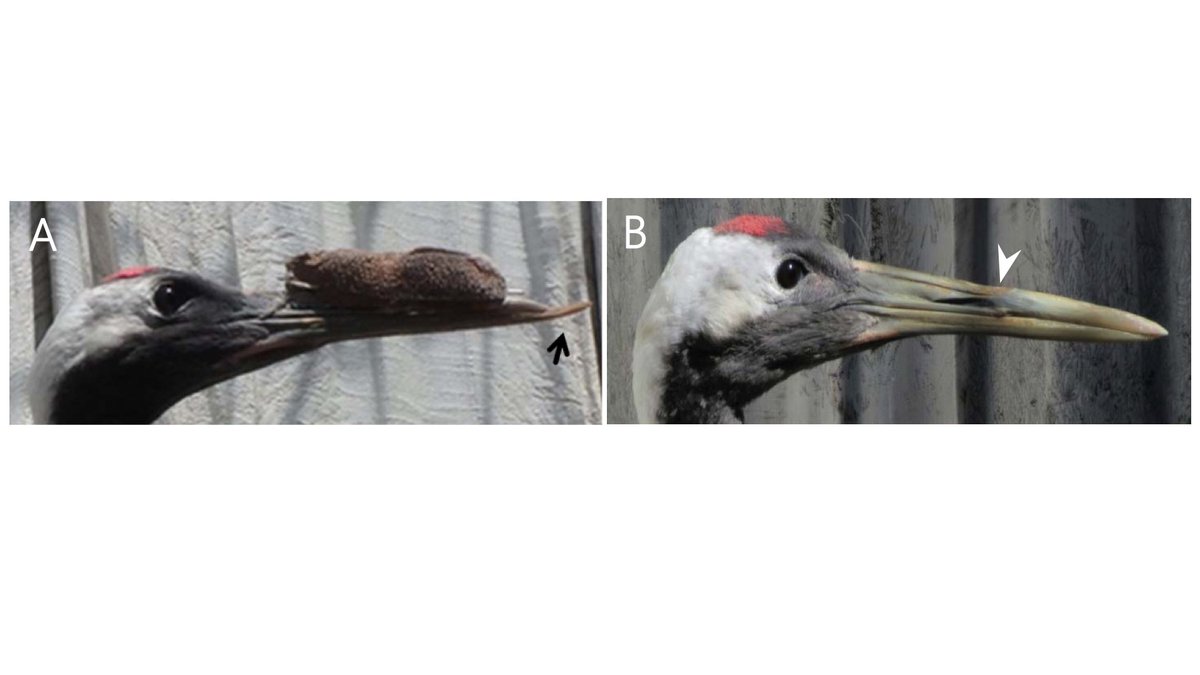 RobZondervan's tweet photo. #FractureFriday Sometimes my weekly PubMed query for #fracture articles yields non-relevant to human medicine gold:

"Middle upper beak fracture in a Red-crowned crane that completely recovered with external skeletal fixation"

https://t.co/RkheHQfwfC
@ORSsociety @isfrfractures https://t.co/W86pmr5ZOZ