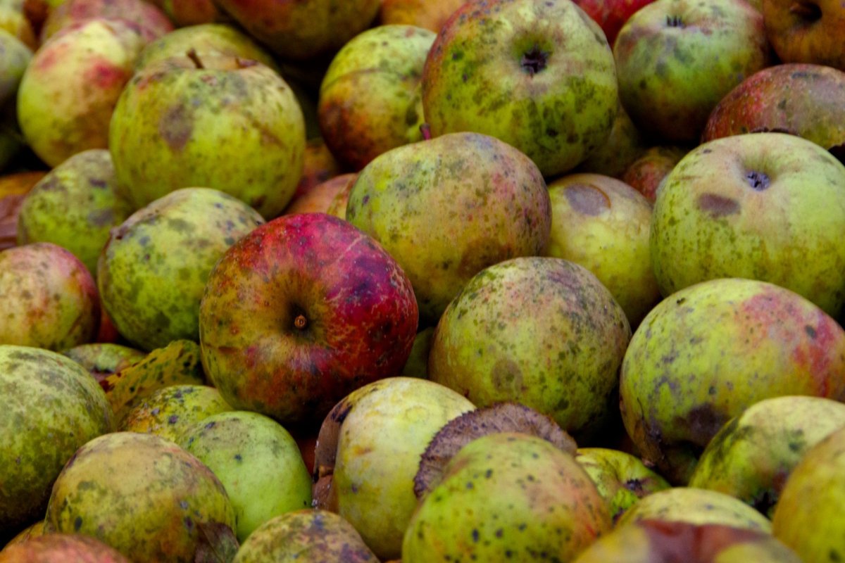 What Is Apple Cider Vinegar, #ACV with “the Mother”? 
  The mother contains the goodness such as proteins, enzymes and more. ACV has been used for centuries for #health #beauty and #food... #AppleCiderVinegar, #ACV with #theMother  
 ostlerscidervinegar.com/what-is-apple-…