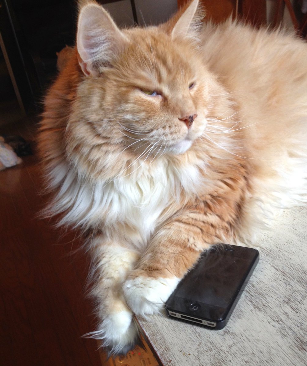 achu_uhca's tweet photo. 歴代の大きいメインクーン達(10〜16kg)、メインクーンと家族、メインクーンと友人達。
#メインクーン #Mainecoon #大きな猫 
〜記録更新したので再up〜 https://t.co/4ydXqBXIK4