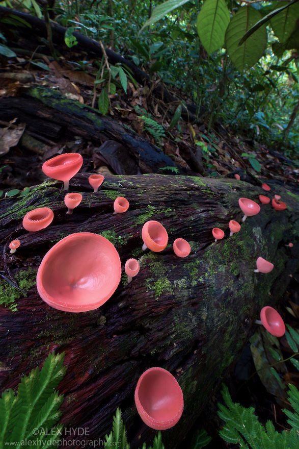 cloverdolls's tweet image. cup fungi (cookeina)