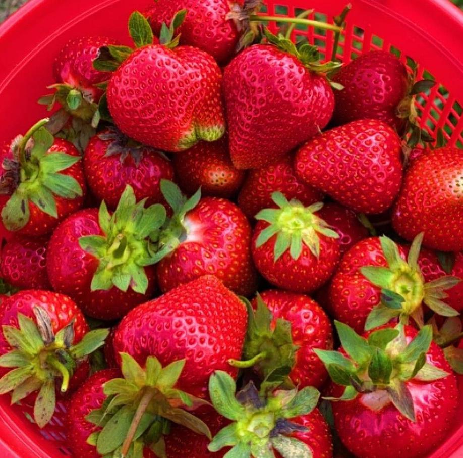 Eva67132's tweet photo. Today's harvest 🍓🍓🍓.. now I have to bake the cake!! 🍰 Would you like to try it? https://t.co/Uq5Vkqzlmn