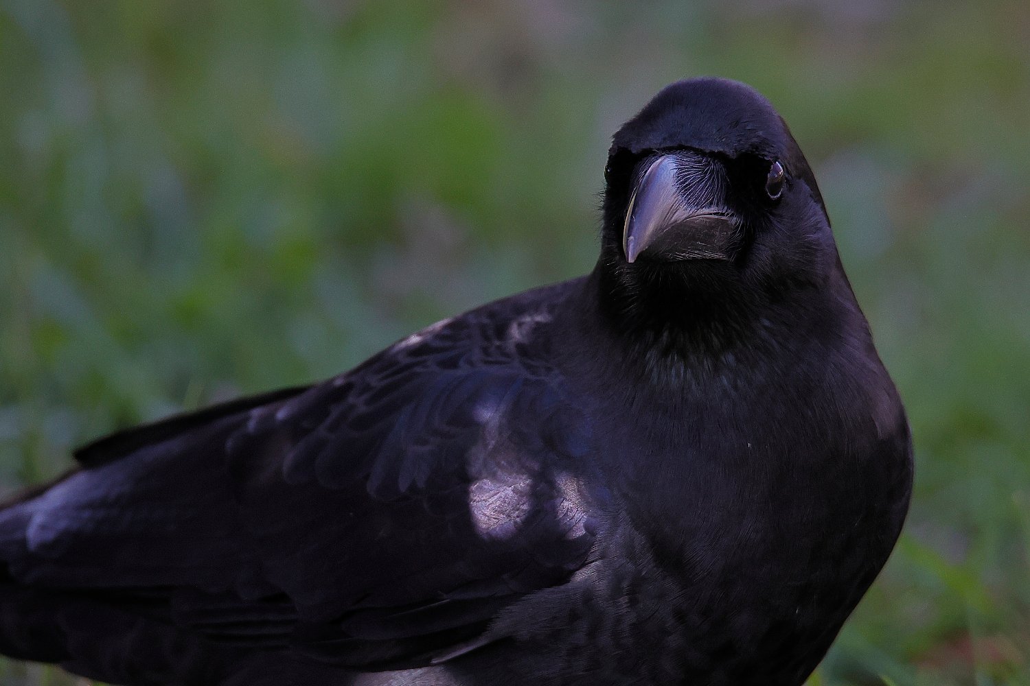 Ryouq カラス 嘴のつやっと感が良い感じです カラス 野鳥 T Co Kmd5ogyrgr Twitter