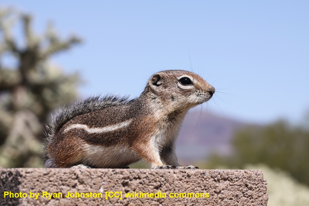 asab_org's tweet photo. Animal Behaviour, Oct 2020 📰 AD Burnett &amp; @Squirreldoc found that Harris’ antelope squirrels uttering antipredator vocalizations were predominantly female. Antipredator vocalizations may serve to deter predators and warn offspring. https://t.co/wLx60987os https://t.co/NC2TOtCFuE