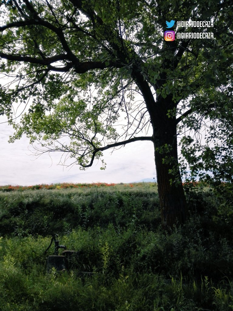 FELIZ DÍA DEL PADRE

A la sombra de un árbol me ilustras,
tú, maestro que me precedes,
jornadas de caza pasadas,
¡Cuán increíbles me parecen!