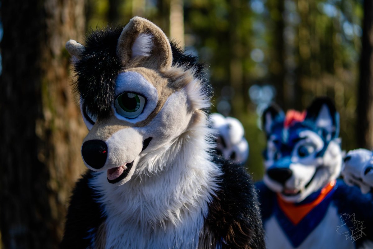 I'm chasing you sweetie <a href="/Tawiwolf/">Tawi</a> ❤
Happy #FursuitFriday everyone.

👔 <a href="/WaggeryCos/">Waggery Costumes</a>
📷 <a href="/fur_nerox/">Nerox</a>