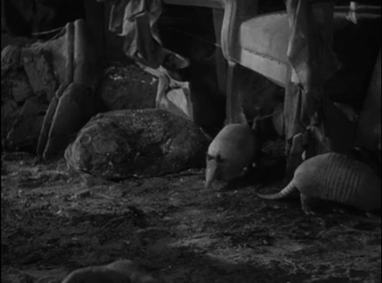 Draucla's pet armadillos.  #UniversalMonsterMarathon