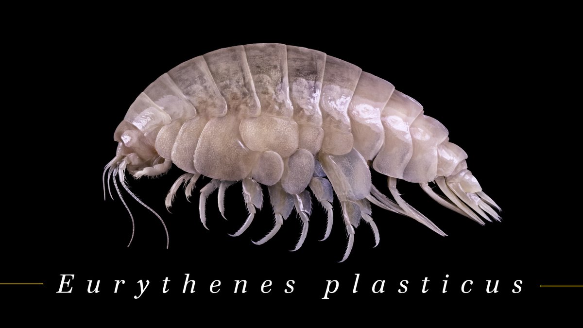 ecology_ncl's tweet photo. Our personal favorite #TopTenMarineSpecies is 𝐸𝑢𝑟𝑦𝑡ℎ𝑒𝑛𝑒𝑠 𝑝𝑙𝑎𝑠𝑡𝑖𝑐𝑢𝑠! This species teaches us that our actions on land are connected to the deep ocean. Your actions matter! #plasticus #DeepSea #PlasticPollution https://t.co/XK5aJF6pm4