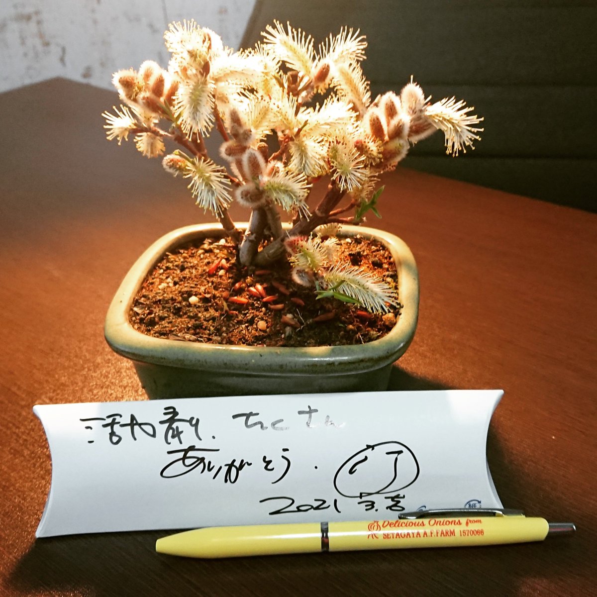 j_touchan's tweet photo. 畑の野菜が元気になりますように。
所さん、ありがとうございます!
#所ジョージ #世田谷ベース #SETAGAYABASE #deliciousonions
#bioliquid #jounetsufarm #ミニ盆栽 #四万十猫柳 https://t.co/YnkgFPE5Kq