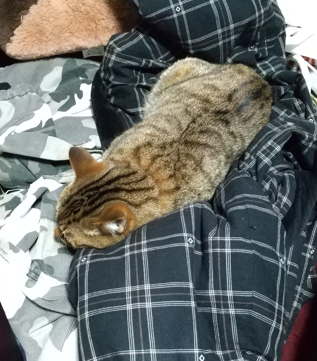 「最近のまぁちゃんは、旦那が着てるどてらがお気に入りのようです可愛い～(*'▽`*」|藤見泰高＠大巨蟲列島10巻 巨蟲山脈４巻発売中！のイラスト