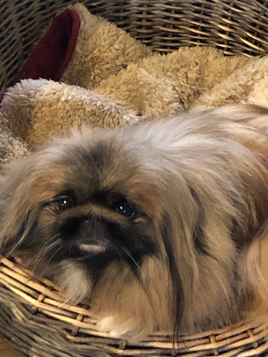 Not only will you be providing a dog with a loving home, but you'll also support animal rescue centres that are currently struggling to look after the dogs in their care because their revenue streams have been decimated by the pandemic.