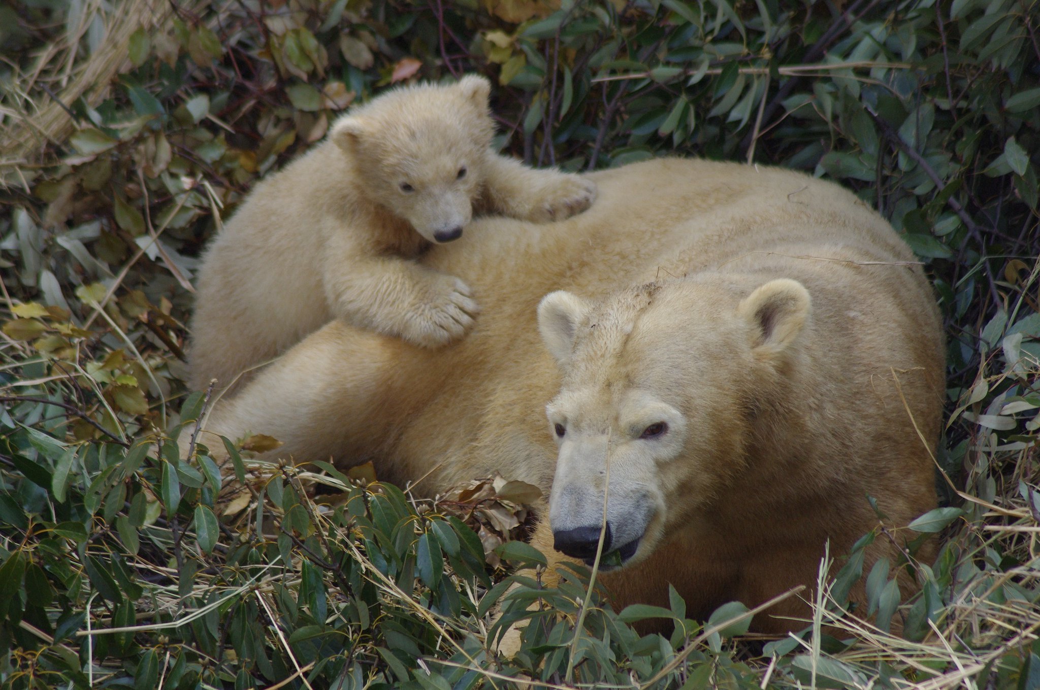 大阪市広報 天王寺動物園で生まれたホッキョクグマの赤ちゃんの名前が決定 令和2年11月25日に生まれたホッキョクグマの 赤ちゃんの名前が ホウちゃん と決定しました 3月23日から観覧エリアを規制してお披露目します