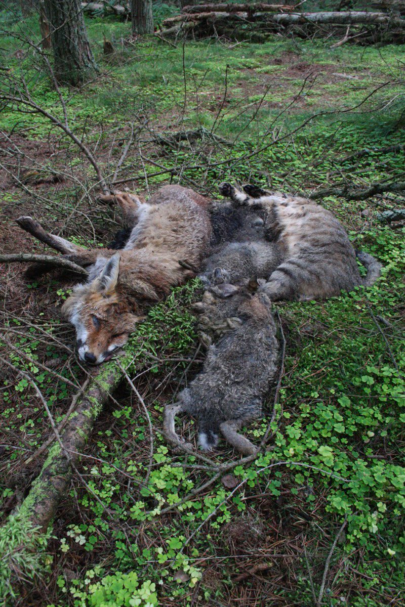 Scotland's gamekeepers want our thanks for killing wildlife just so they can produce more gamebirds to be shot.

Who supports this depravity? No thanks.

That could be a Scottish wildcat, btw. Did the gamekeeper check before killing it?

#RWP21