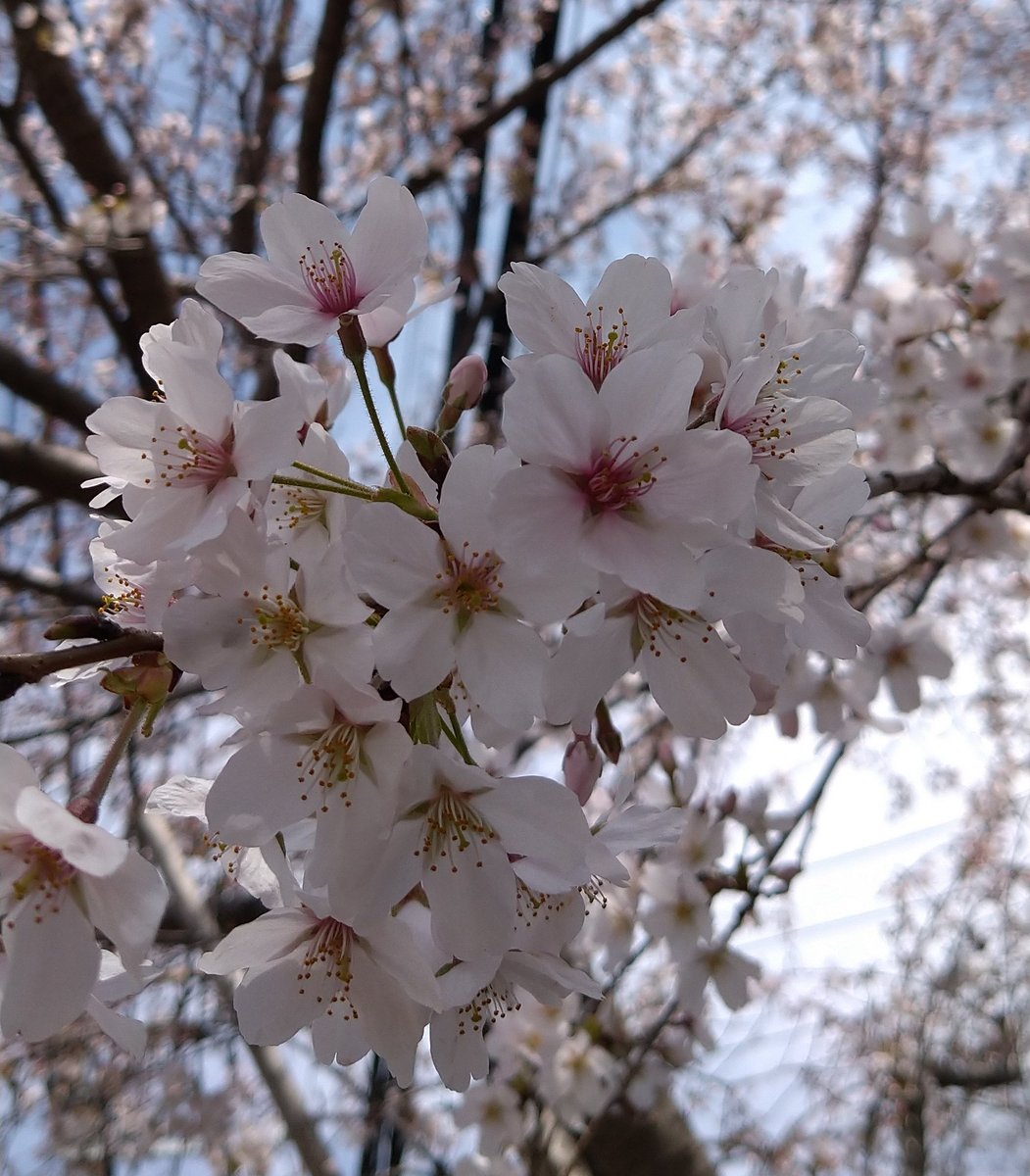 桜可愛い